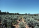 Harmony Flat-- one of several clearings between the thick junipers, Lamont Crabtree Photo